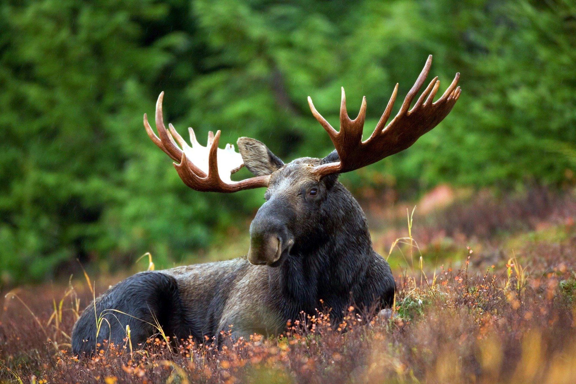 Climate Change threatens New England’s moose population: States need to ...