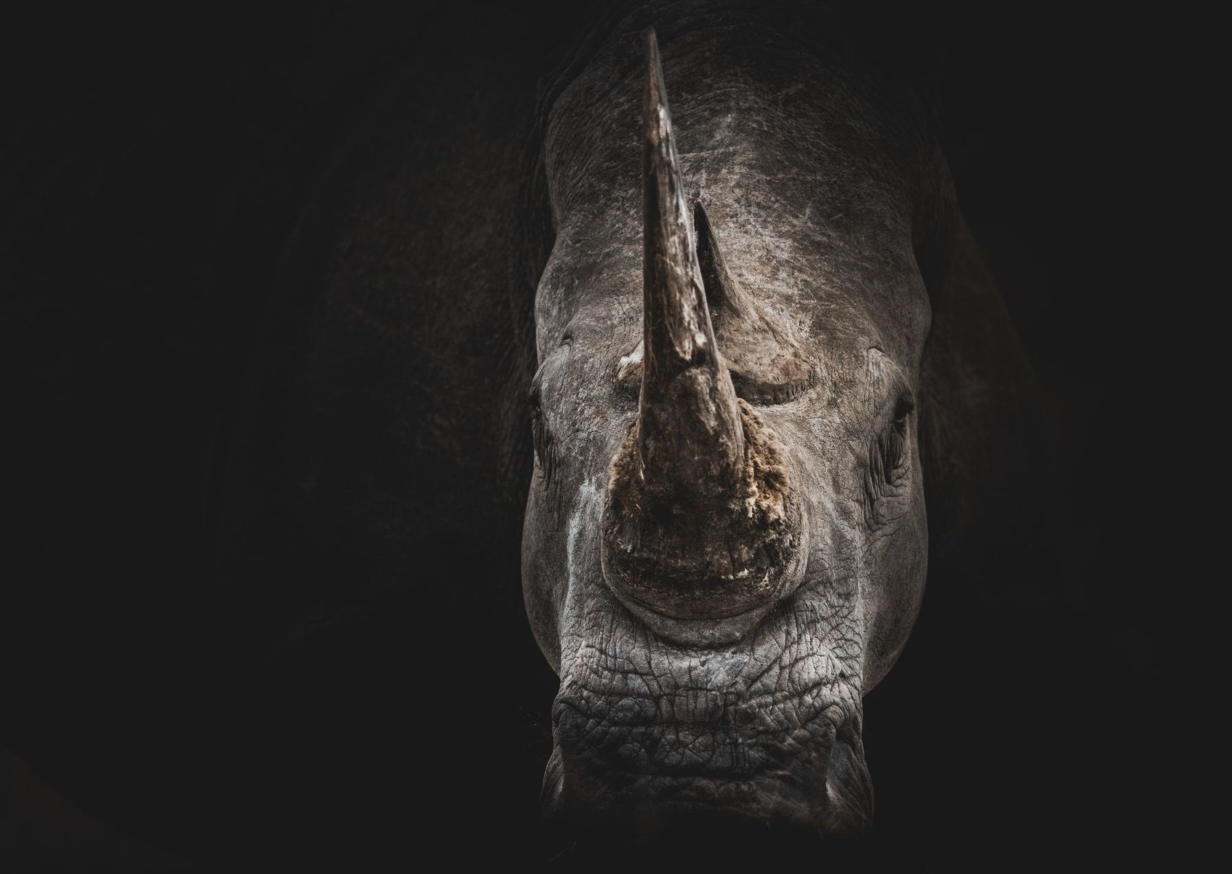 Rhino Wars: Attack of the DronesA New Hope to Stop Poachers