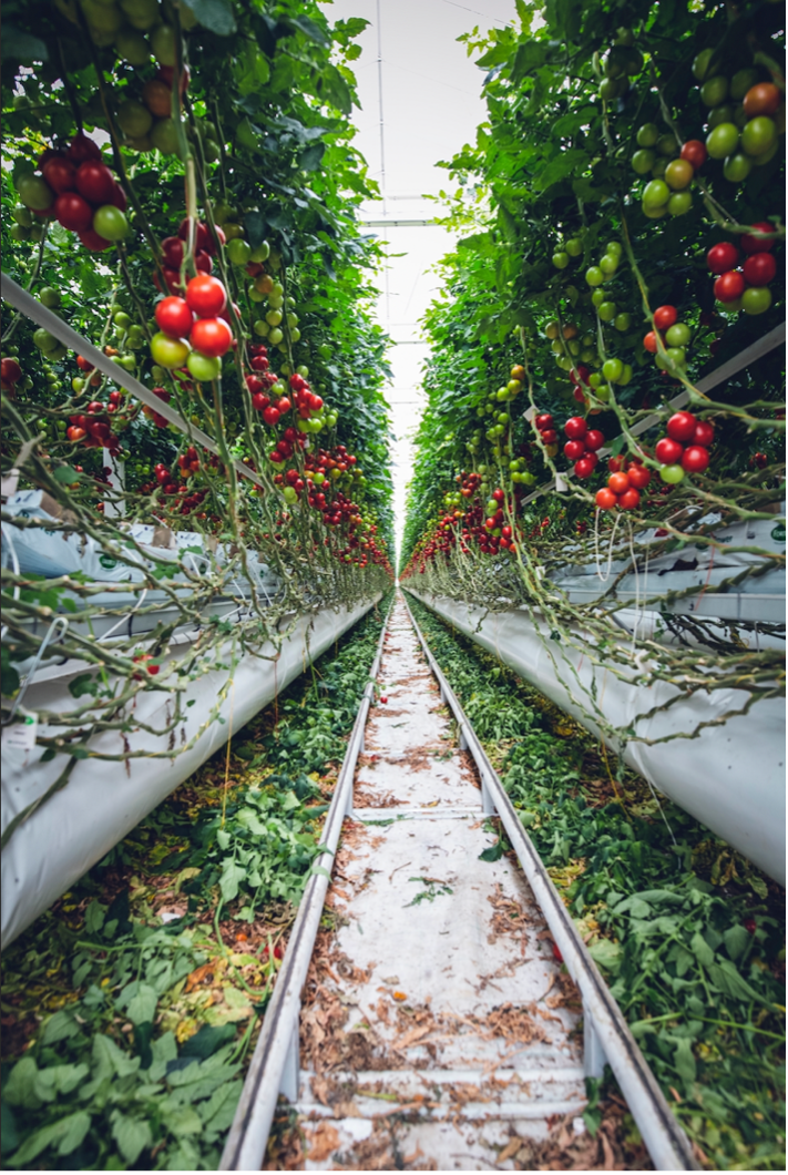 Vertical Farming: Global Population Increase and Food Scarcity