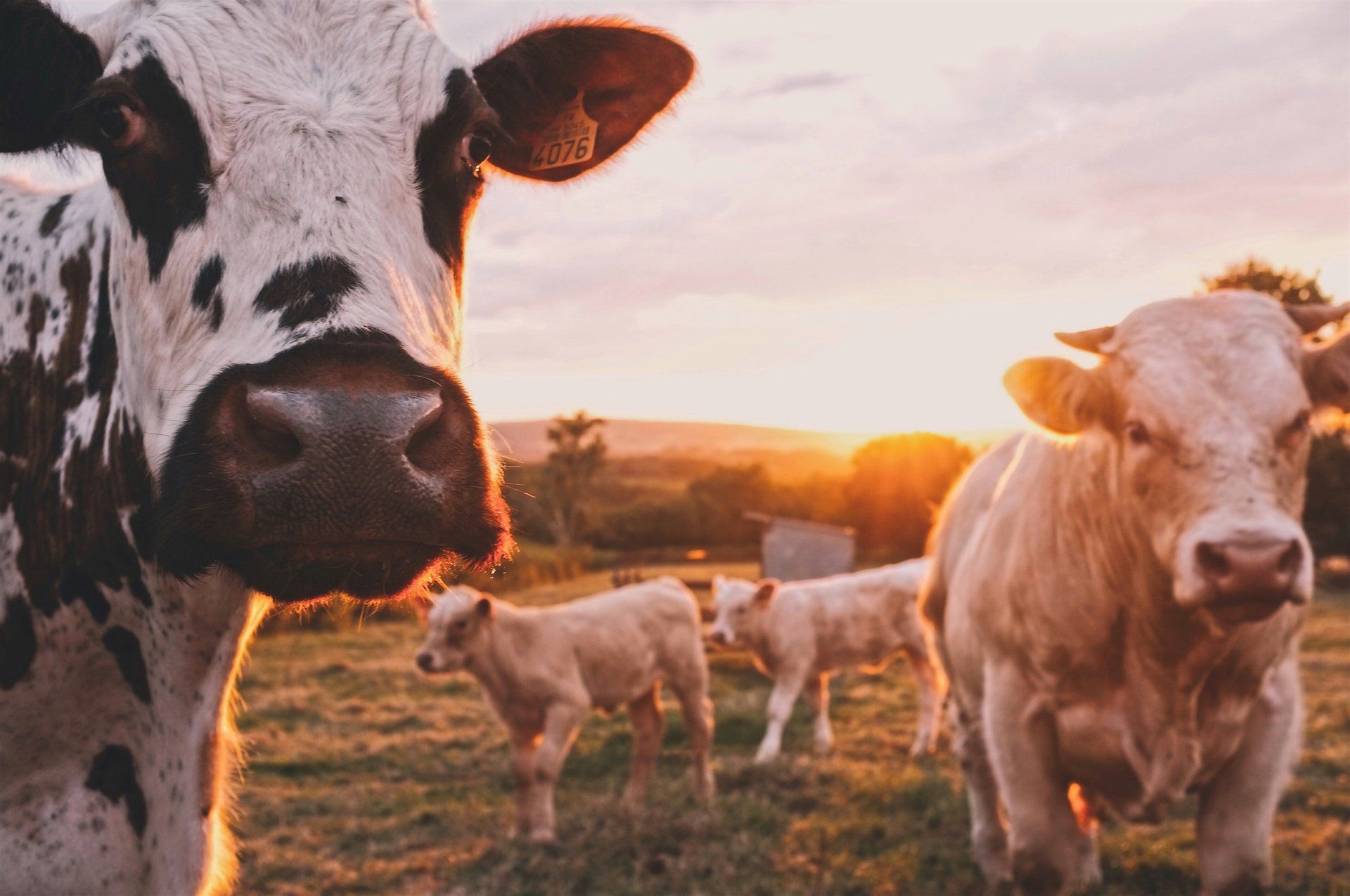 The Origin of the Livestock Provision in the National Organic Program