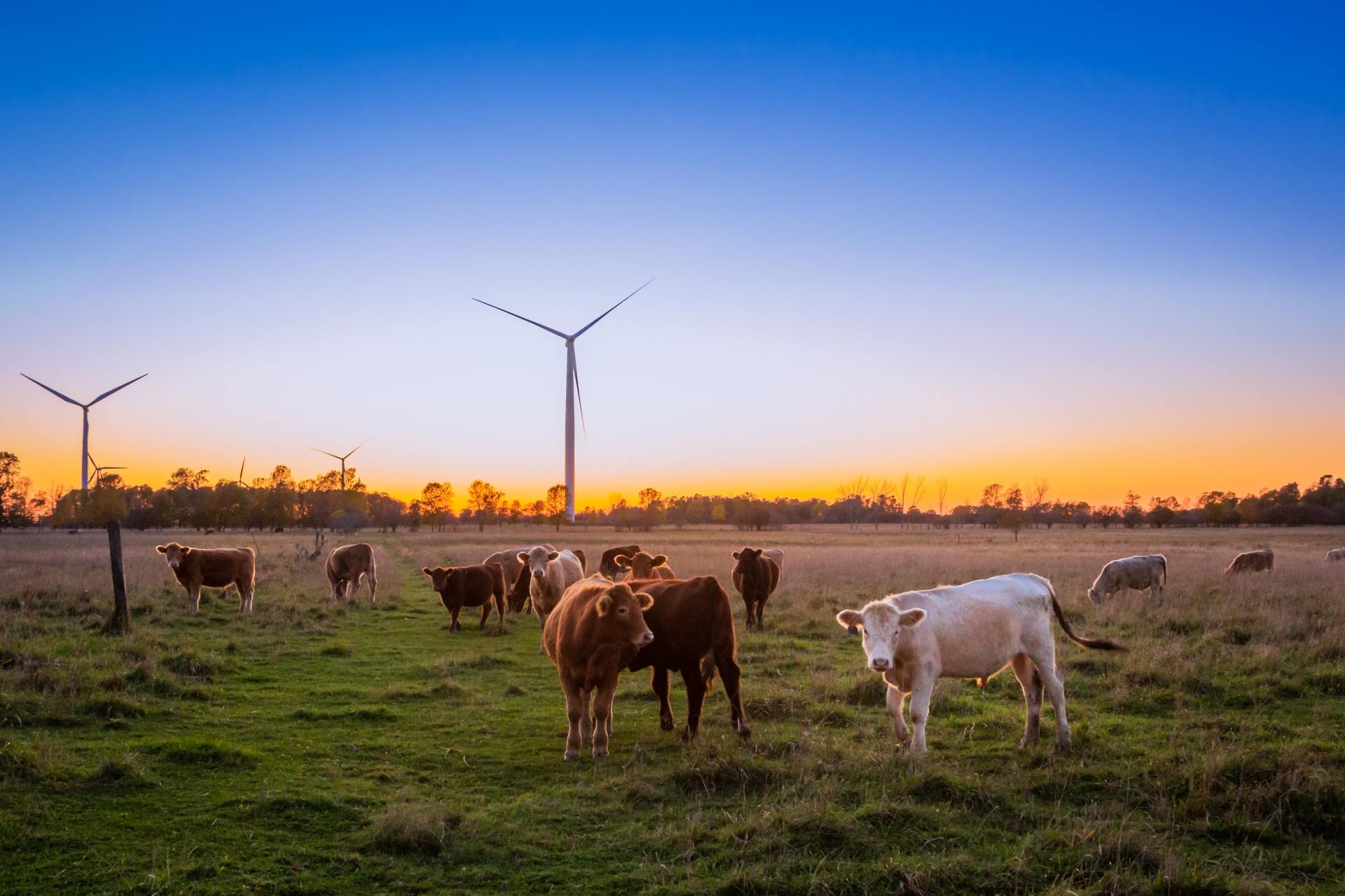 Extending Emergency Preparedness To Farm Animals