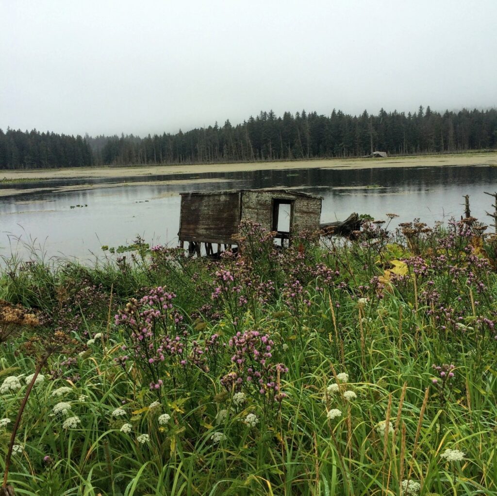 Small, ruined shack in a grassy field next to a lake