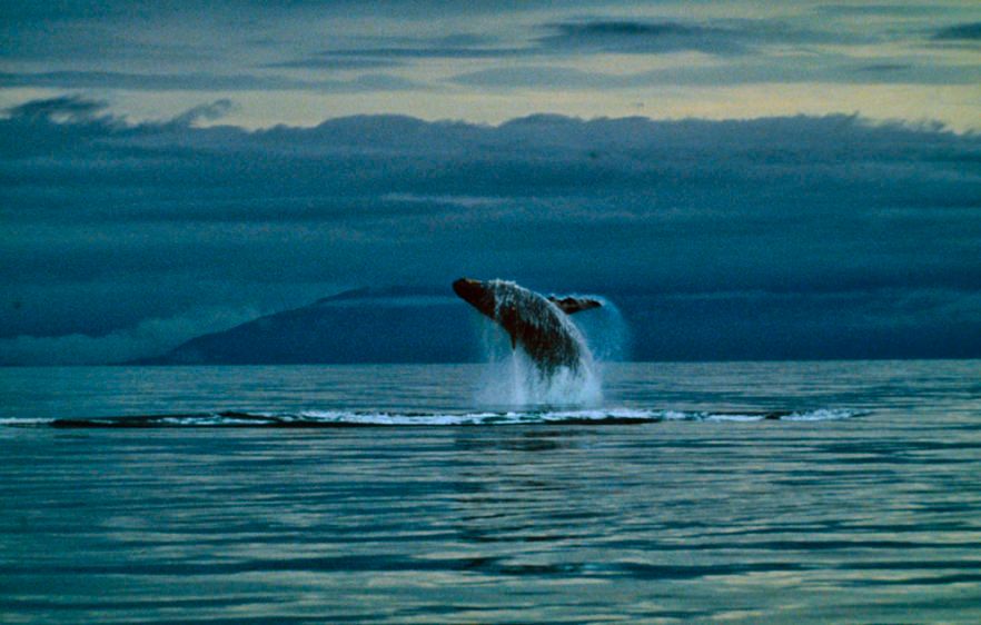Riccardo Savi, Photograph of a Humpback whale jumping, in Riccardo Savi: Vanishing Ecosystems.