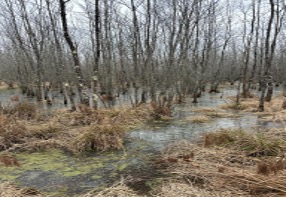 Hoosier Wetlands